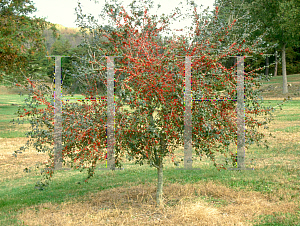 Picture of Ilex decidua 'Warren's Red'