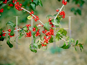 Picture of Ilex decidua 'Warren's Red'