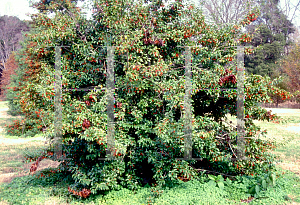 Picture of Ilex pedunculosa 