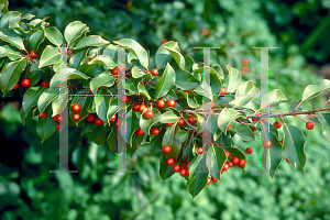 Picture of Ilex pedunculosa 