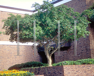 Picture of Ilex rotunda 