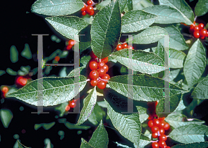 Picture of Ilex verticillata 