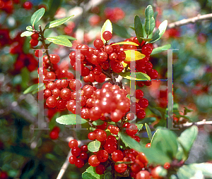 Picture of Ilex vomitoria 