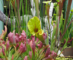 Picture of Sarracenia flava 