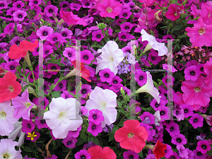 Picture of Petunia x hybrida 