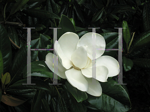 Picture of Magnolia grandiflora 