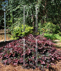 Picture of Loropetalum chinense var. rubrum 'Crimson Fire'