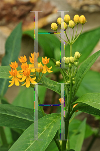 Picture of Asclepias curassavica 'Silky Gold'