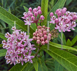 Picture of Asclepias incarnata 