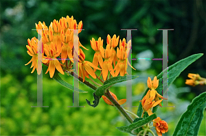 Picture of Asclepias tuberosa 