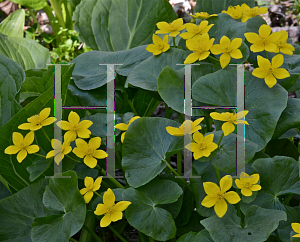 Picture of Caltha palustris 