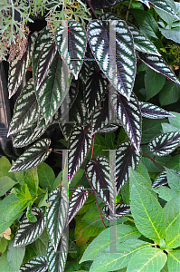 Picture of Cissus discolor 