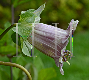 Picture of Cobaea scandens 