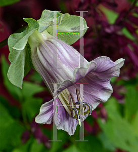 Picture of Cobaea scandens 