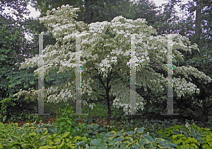 Picture of Cornus kousa 'Wolf Eyes'