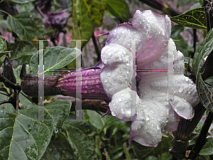 Picture of Datura metel 'Cornucopaea'