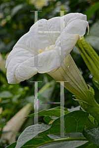 Picture of Datura metel 