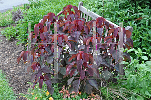 Picture of Euphorbia cotinifolia 