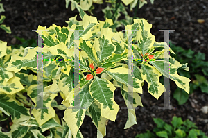 Picture of Euphorbia heterophylla 'Variegata'