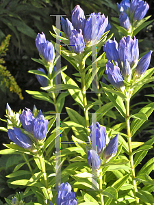 Picture of Gentiana makinoi 'Marsha'