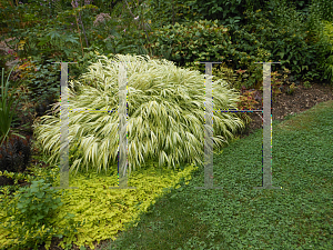 Picture of Hakonechloa macra 'Aureola'