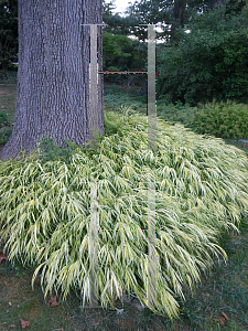 Picture of Hakonechloa macra 'Aureola'