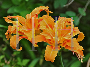 Picture of Hemerocallis fulva 'Kwanso'