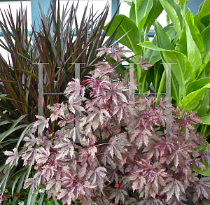 Picture of Hibiscus acetosella 