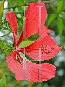 Picture of Hibiscus coccineus 