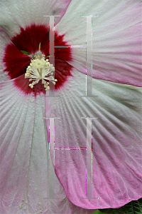 Picture of Hibiscus moscheutos 