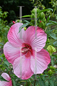 Picture of Hibiscus  'Turn of the Century'