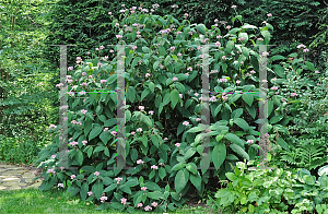 Picture of Hydrangea aspera ssp. sargentiana 