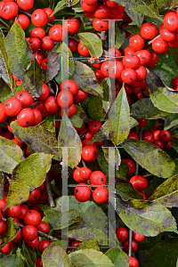 Picture of Ilex verticillata 'Red Sprite'