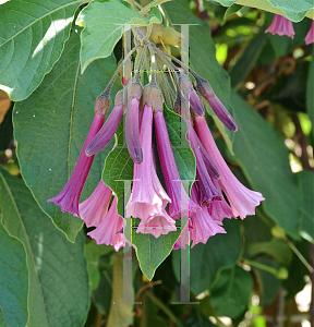 Picture of Iochroma cyanea 