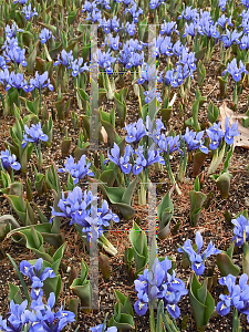 Picture of Iris reticulata 