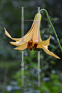 Picture of Lilium canadense 