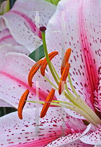 Picture of Lilium speciosum 