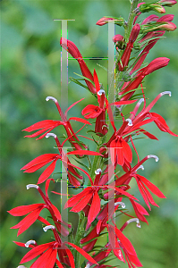 Picture of Lobelia cardinalis 