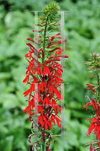 Picture of Lobelia cardinalis 