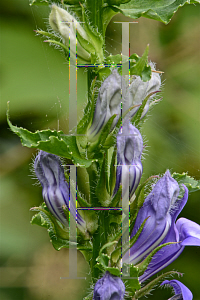 Picture of Lobelia siphilitica 