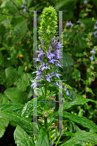 Picture of Lobelia siphilitica 