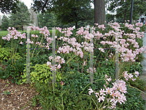 Picture of Lycoris squamigera 