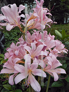 Picture of Lycoris squamigera 
