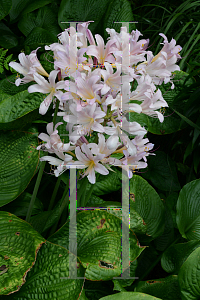 Picture of Lycoris squamigera 