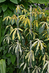 Picture of Manihot esculenta 'Variegata'