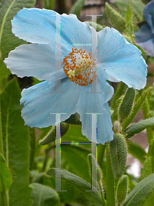 Picture of Meconopsis betonicifolia 