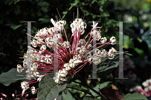 Picture of Clerodendrum quadriloculare 