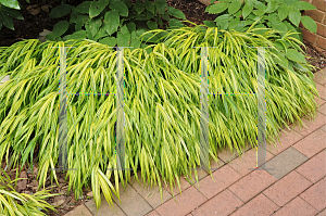 Picture of Hakonechloa macra 'Aureola'