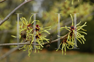 Picture of Hamamelis x intermedia 'Primavera'