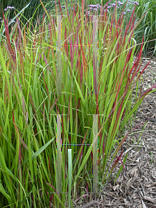 Picture of Imperata cylindrica 'Red Baron'